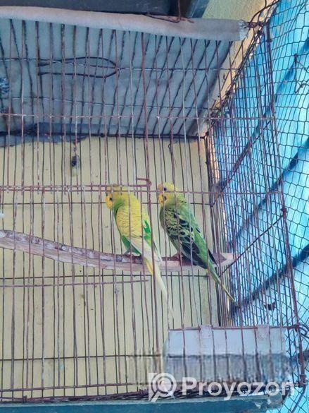 বাজিগার পাখি