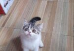 Exotic Blood Line Kitten