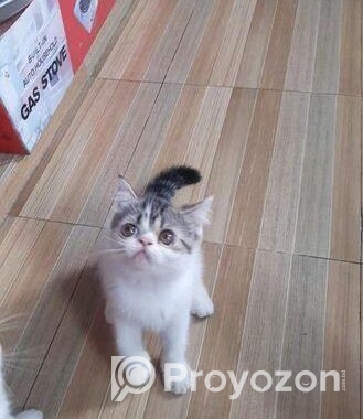 Exotic Blood Line Kitten