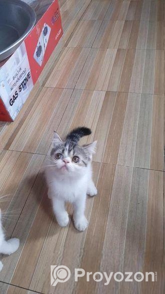 Exotic Blood Line Kitten