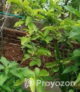 মাধবী পেয়ারা গাছ