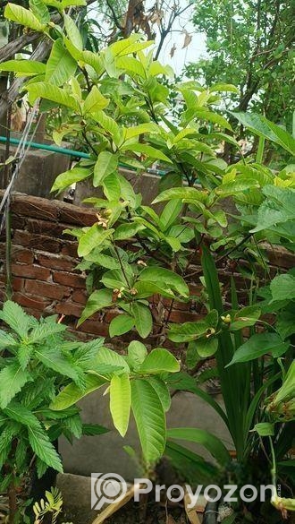 মাধবী পেয়ারা গাছ