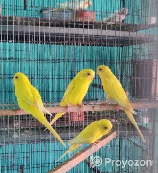 লুটিনো বাজিগর