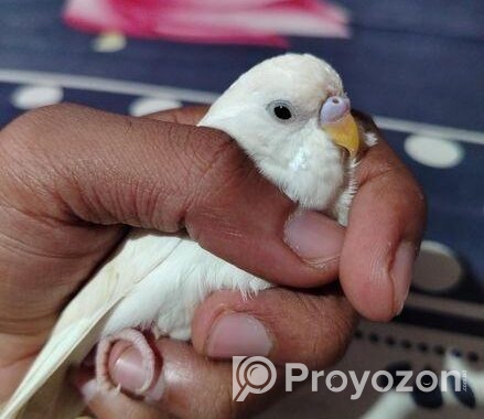 বাজিগার পাখি