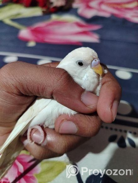 বাজিগার পাখি