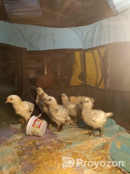 ব্রাহমা ও সিল্কি মুরগী