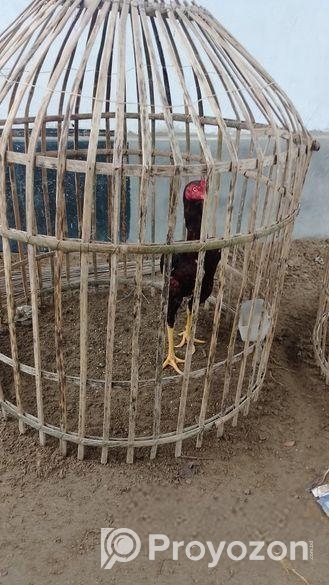 আসিল মোরগ