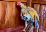 Parrot Morog