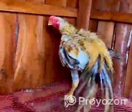Parrot Morog