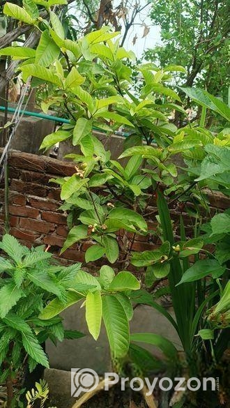 মাধবী পেয়ারা গাছ