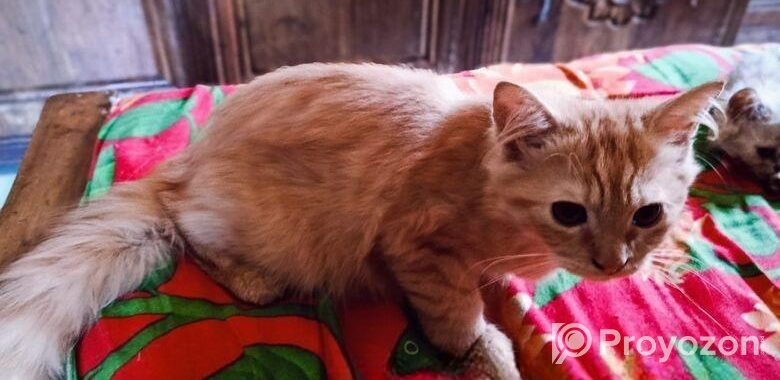 Persian Cat Sylhet পার্সিয়ান বিড়াল সিলেট