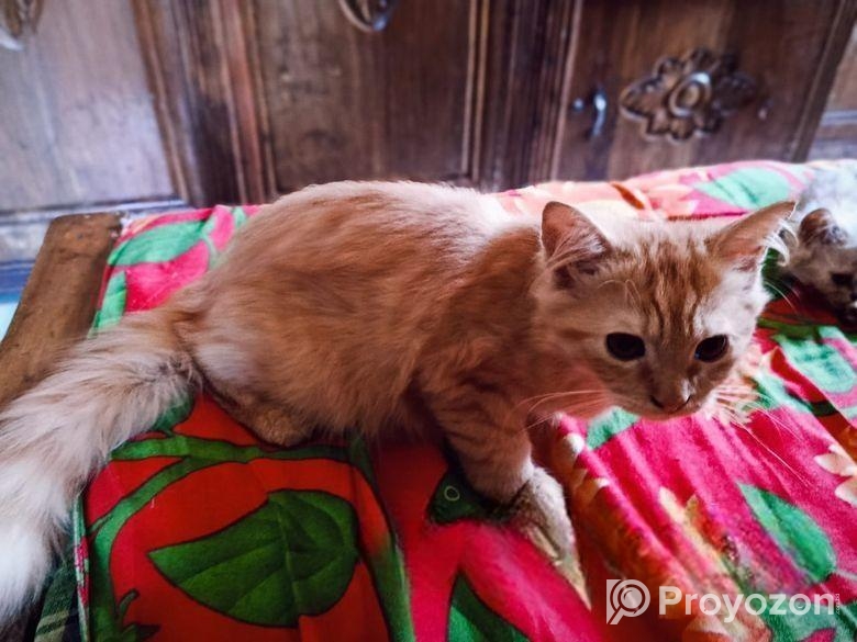 Persian Cat Sylhet পার্সিয়ান বিড়াল সিলেট
