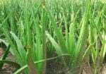 এলোভেরা পাতা/Alovera