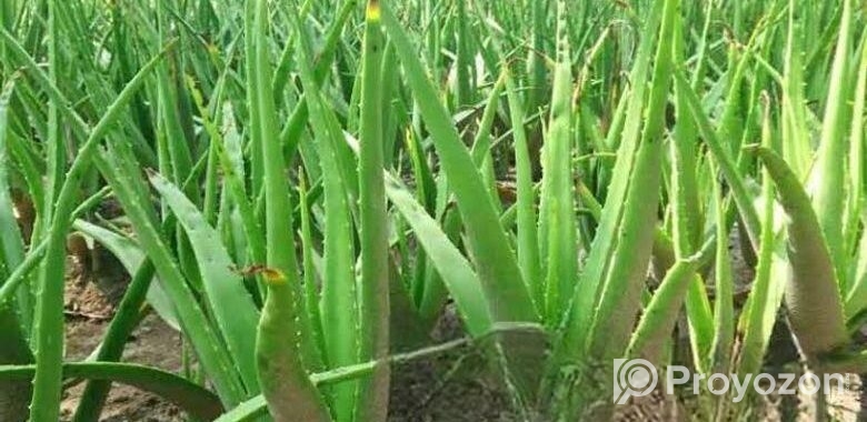 এলোভেরা পাতা/Alovera