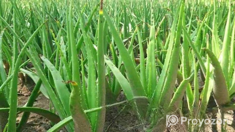 এলোভেরা পাতা/Alovera