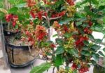 মালবেরি ফল গাছ