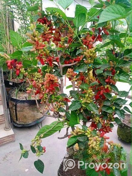 মালবেরি ফল গাছ