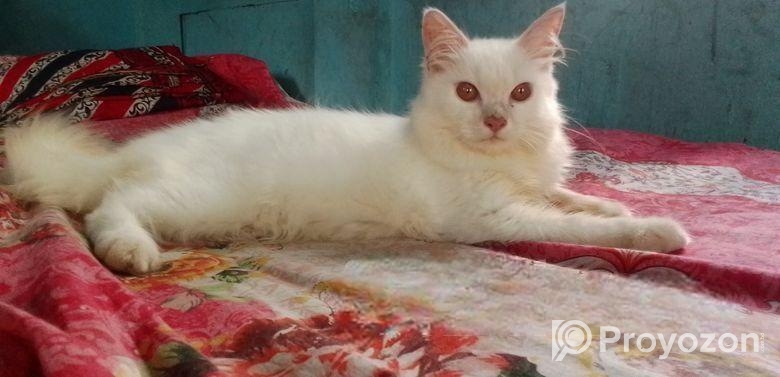 Persian Female Cat