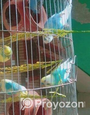 বাজরিগার পাখি
