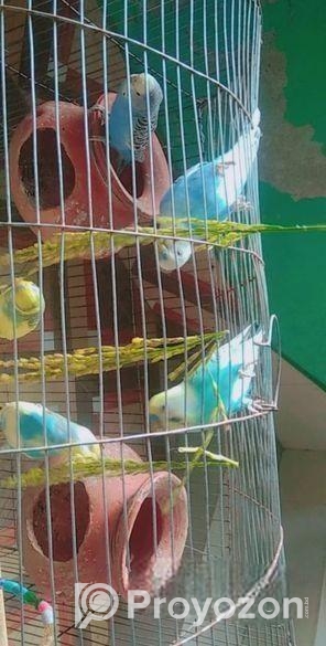 বাজরিগার পাখি