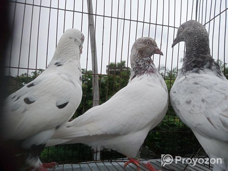 High Flyr Vlo Jater Giribaj Baccha