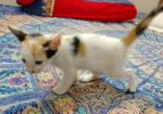 Female cat