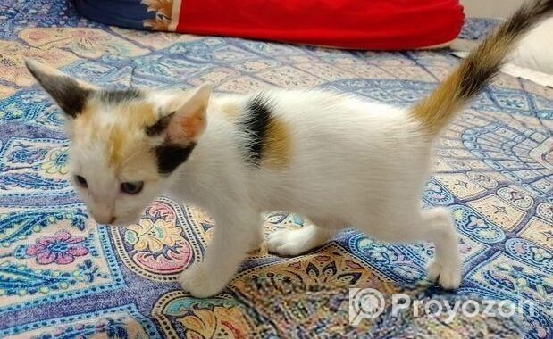 Female cat