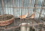 Australian Dove