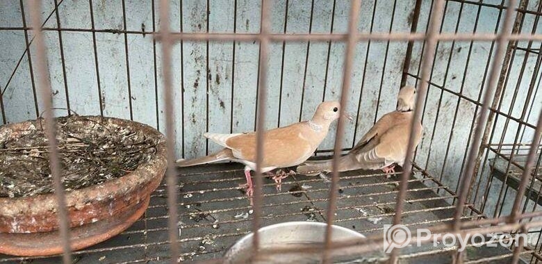 Australian Dove