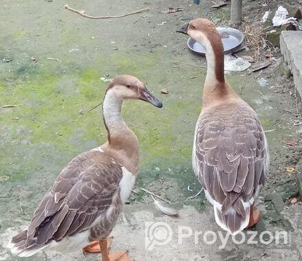 রাজা হাস বিক্রি