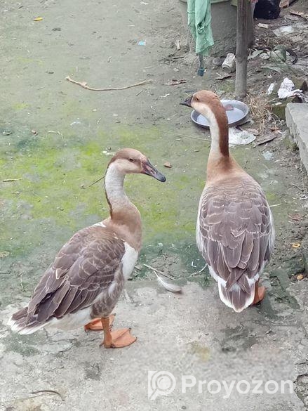 রাজা হাস বিক্রি