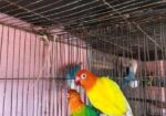 love bird