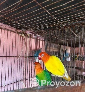 love bird