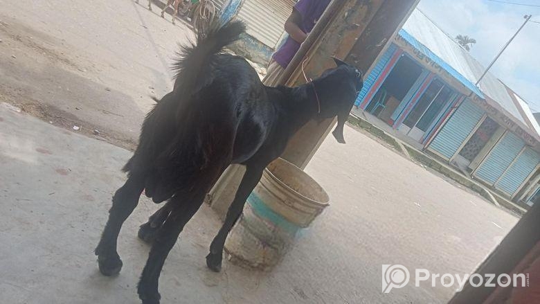 পাঠা ছাগল বিক্রয় করা হবে