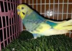 Adult male Budgerigar