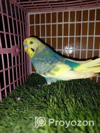Adult male Budgerigar