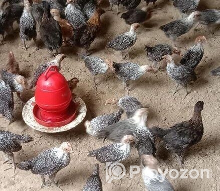 মিশরীয় ফাওমি মুরগী