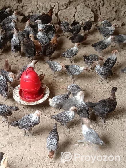 মিশরীয় ফাওমি মুরগী