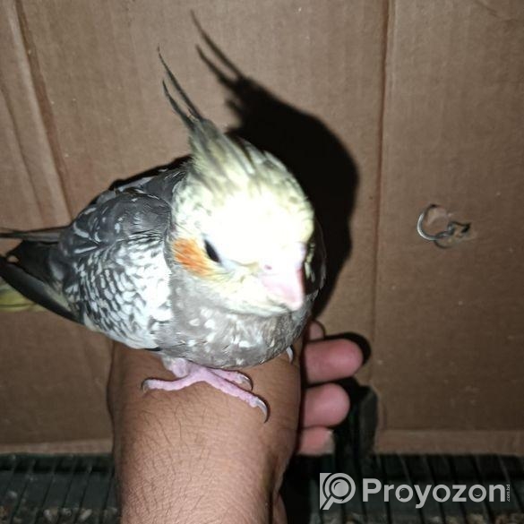 একটি কোকাটেল পাখি আছে বাচ্চা