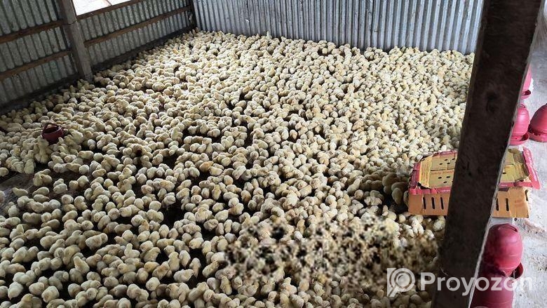 মুরগির বাচ্চা