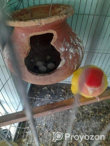 লাভ বার্ড ডিম সহএকজোড়া জাপানি বাজরিগার