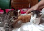 Full parsian 2.mas Male
