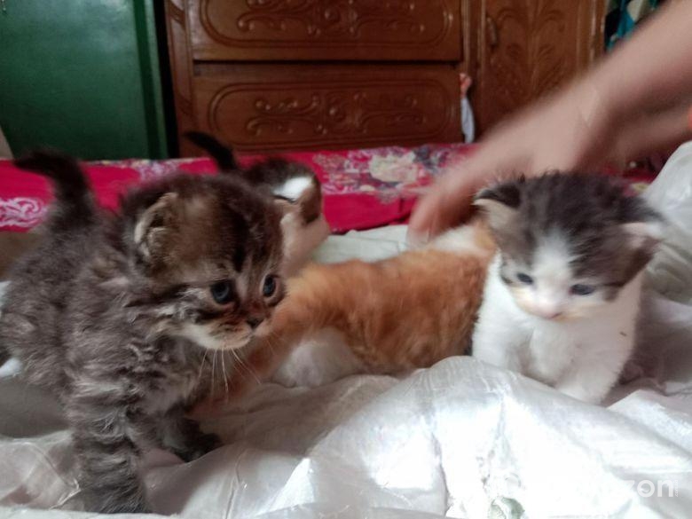 Full parsian 2.mas Male