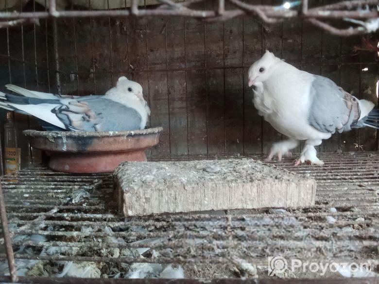 কবুতর বিক্রি হবে