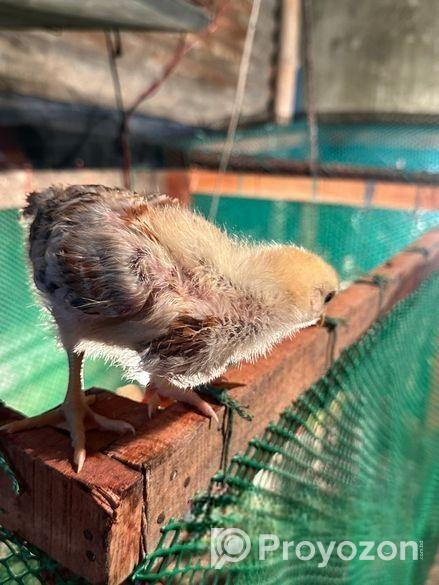 টাইগার এবং ফাওমির বাচ্চা