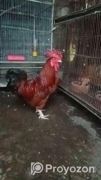 দেশি মোরগ