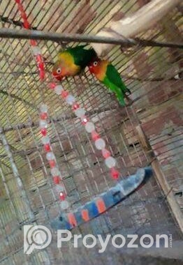 Love Bird