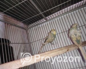 fitted_2025-08-02_13-08-36