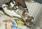 Bengoli Foster Male Finch ফিন্স