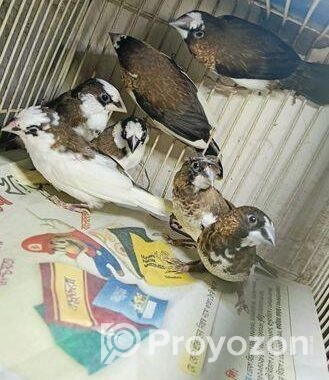 Bengoli Foster Male Finch ফিন্স